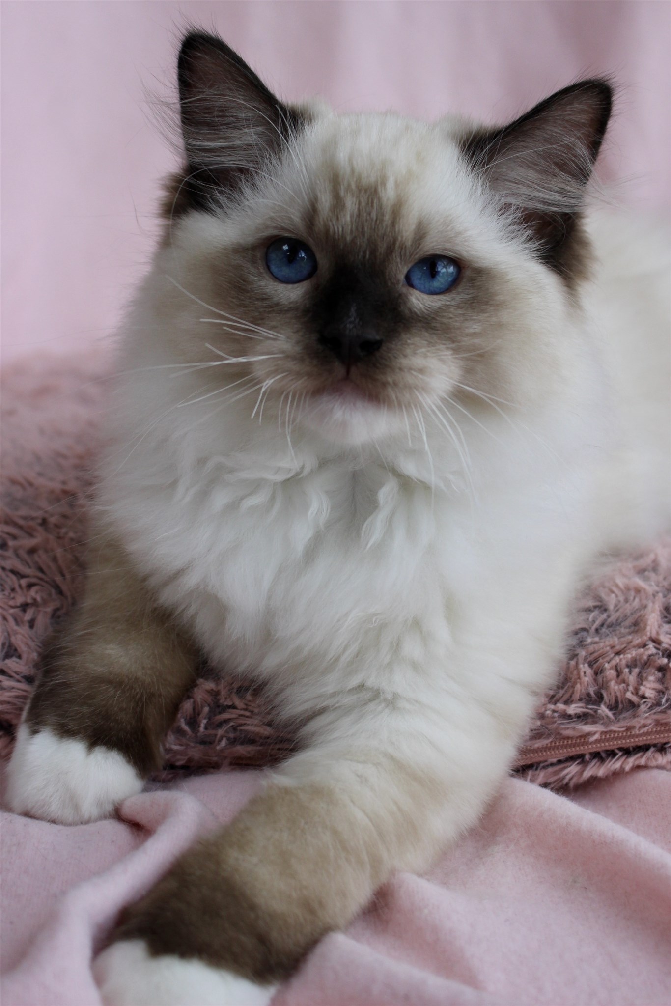 ragdoll brun mitted